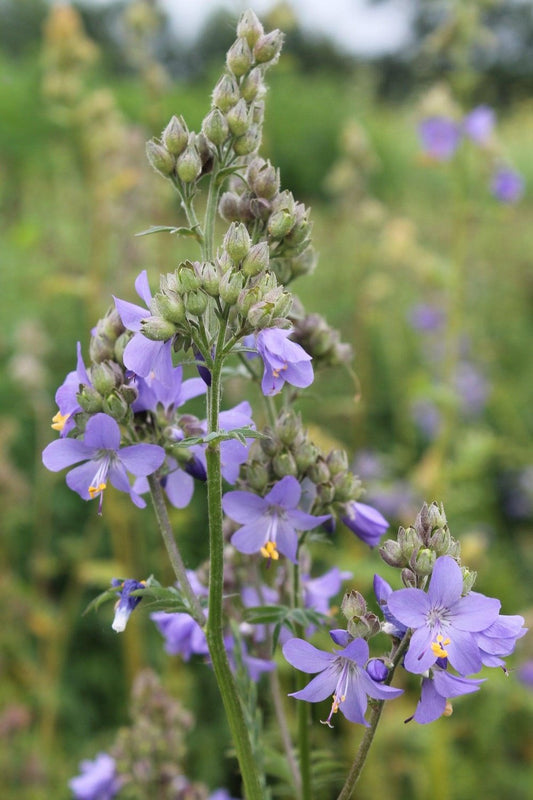 Jakobsladder - Polemonium caeruleum