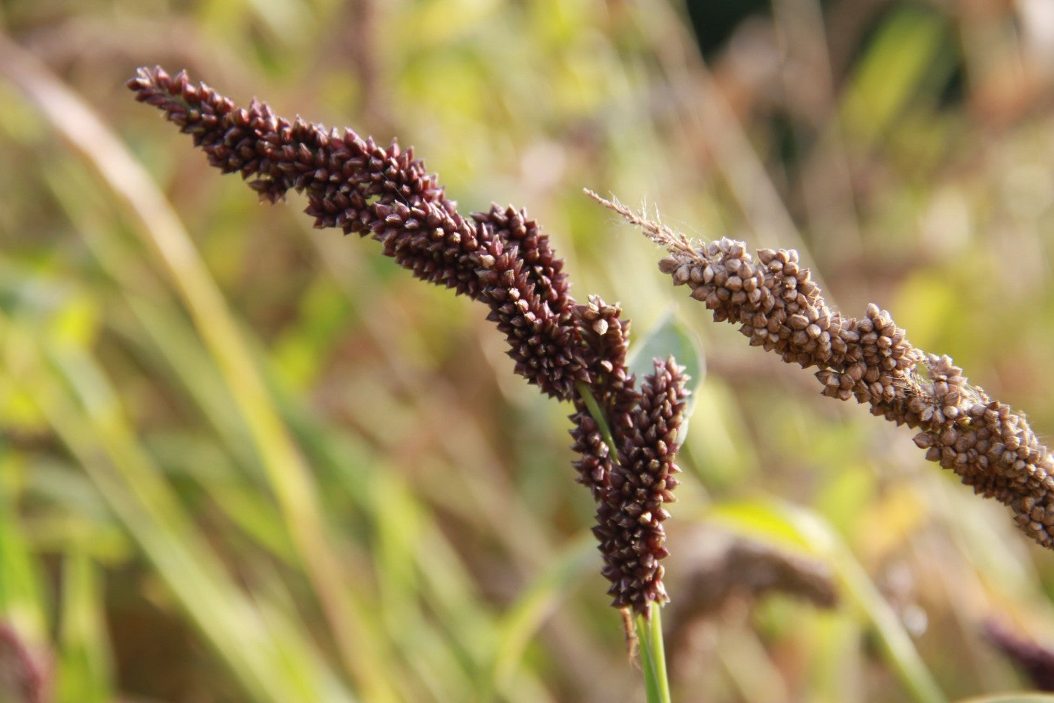 Japanse gierst - Echinochloa esculenta Yamagata - closeup2