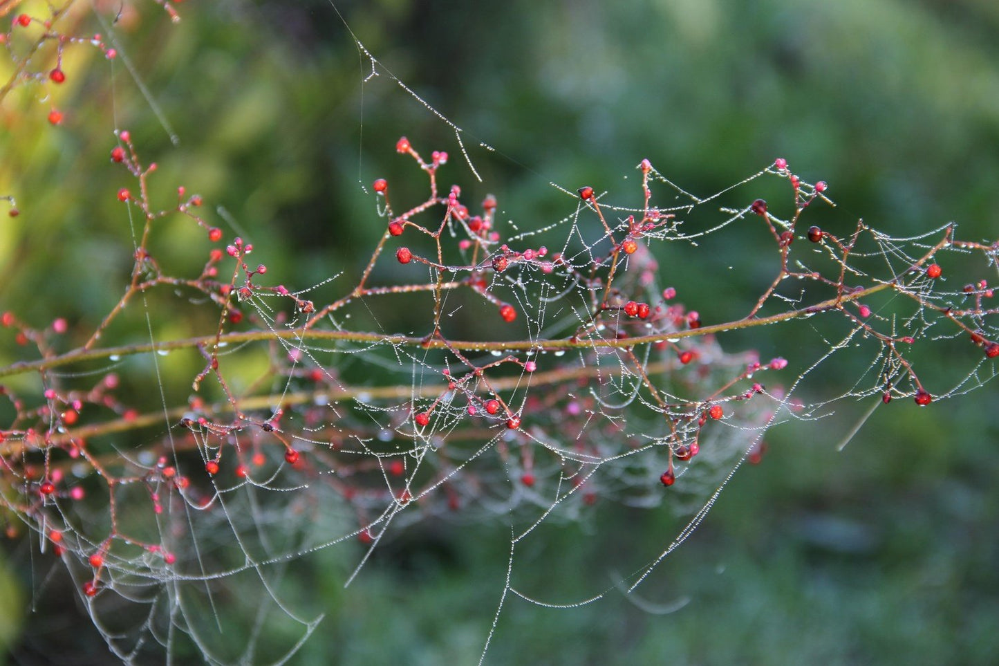 Jewels of Opar - Talinum paniculatum - dauw