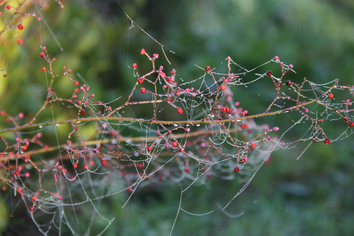 Jewels of Opar - Talinum paniculatum - dauw