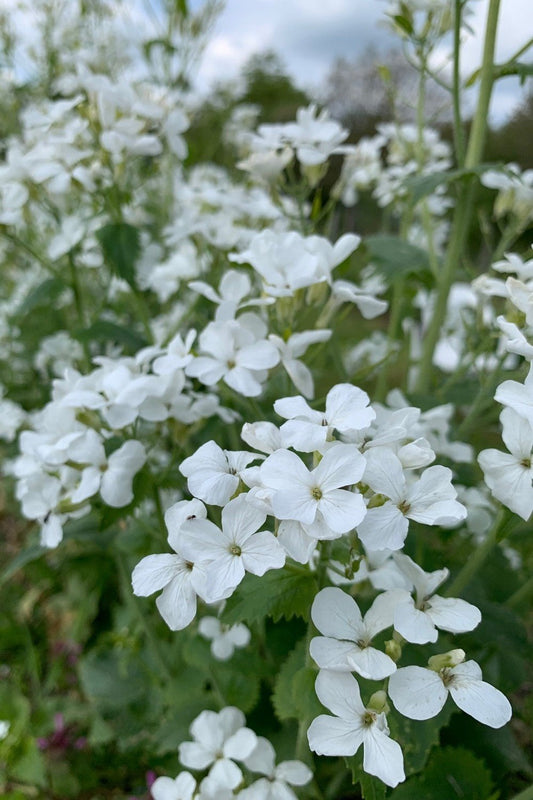 Judaspenning ‘Alba’ - Lunaria biennis - closeup