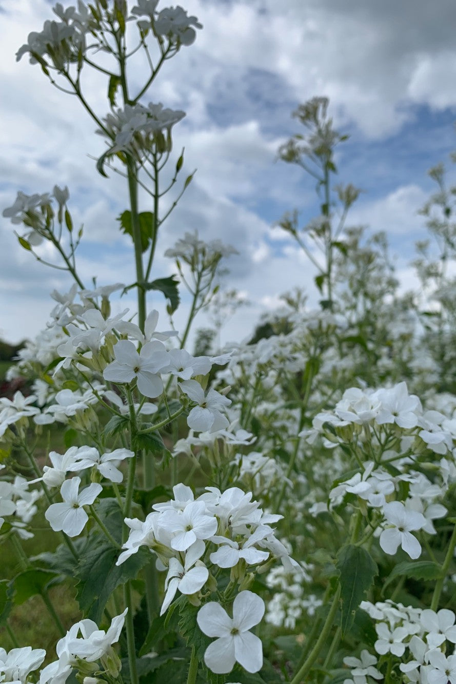 Judaspenning ‘Alba’ - Lunaria biennisJudaspenning ‘Alba’ - Lunaria biennis