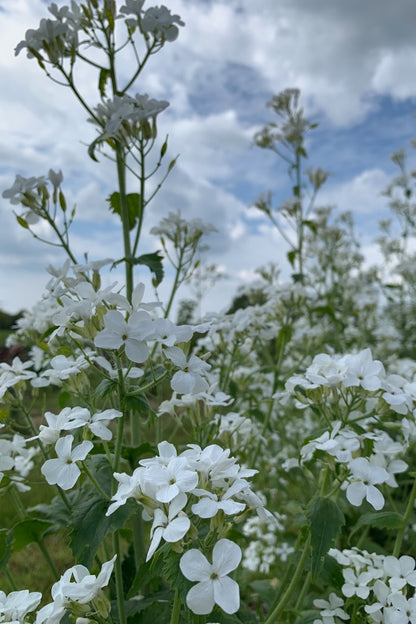Judaspenning ‘Alba’ - Lunaria biennisJudaspenning ‘Alba’ - Lunaria biennis