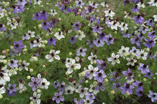 Juffertje 'african bride' - Nigella papillosa - in het veld blauw wit