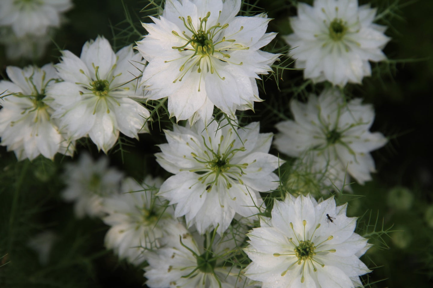 Juffertje in het groen - Nigella damascena - closeup2