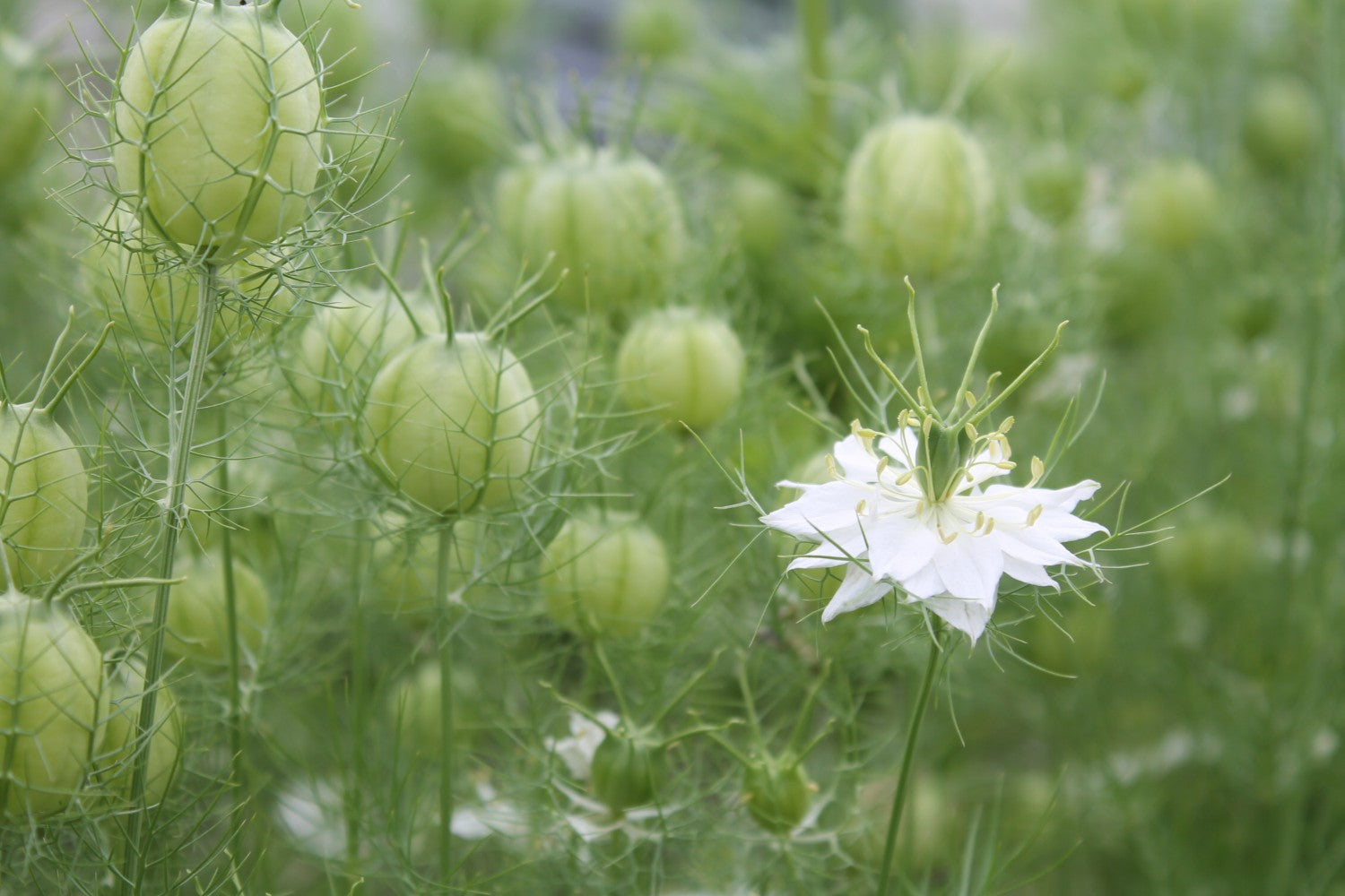 Juffertje in het groen - Nigella damascena - closeup3
