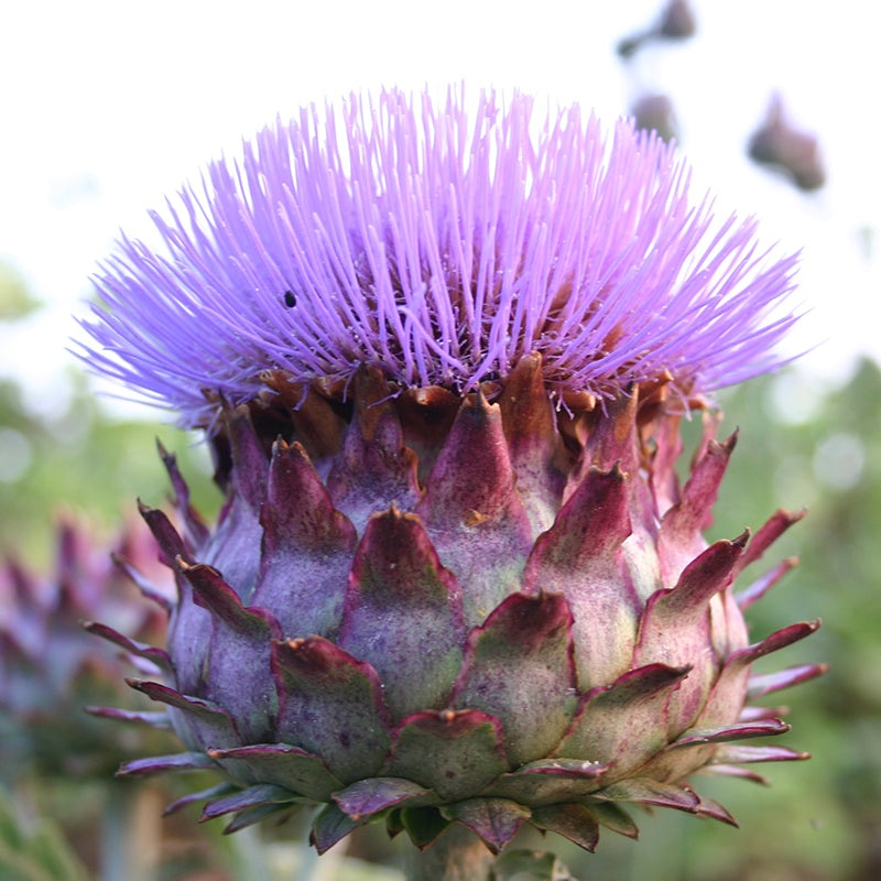 Kardoen - Cynara Cardunculus - closeup