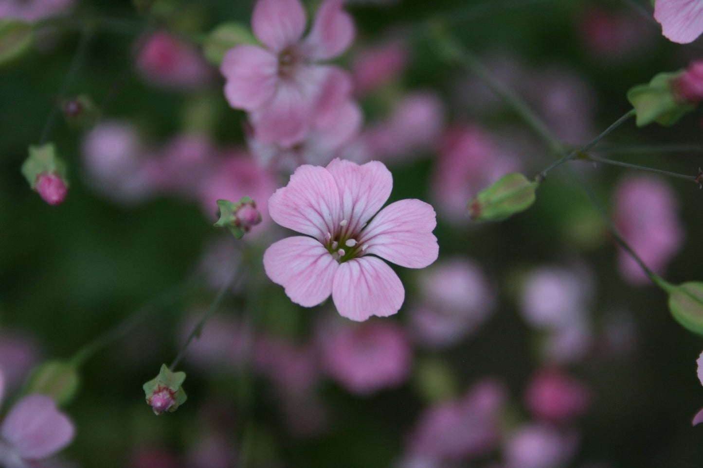 Koekruid - Vaccaria Hispanica