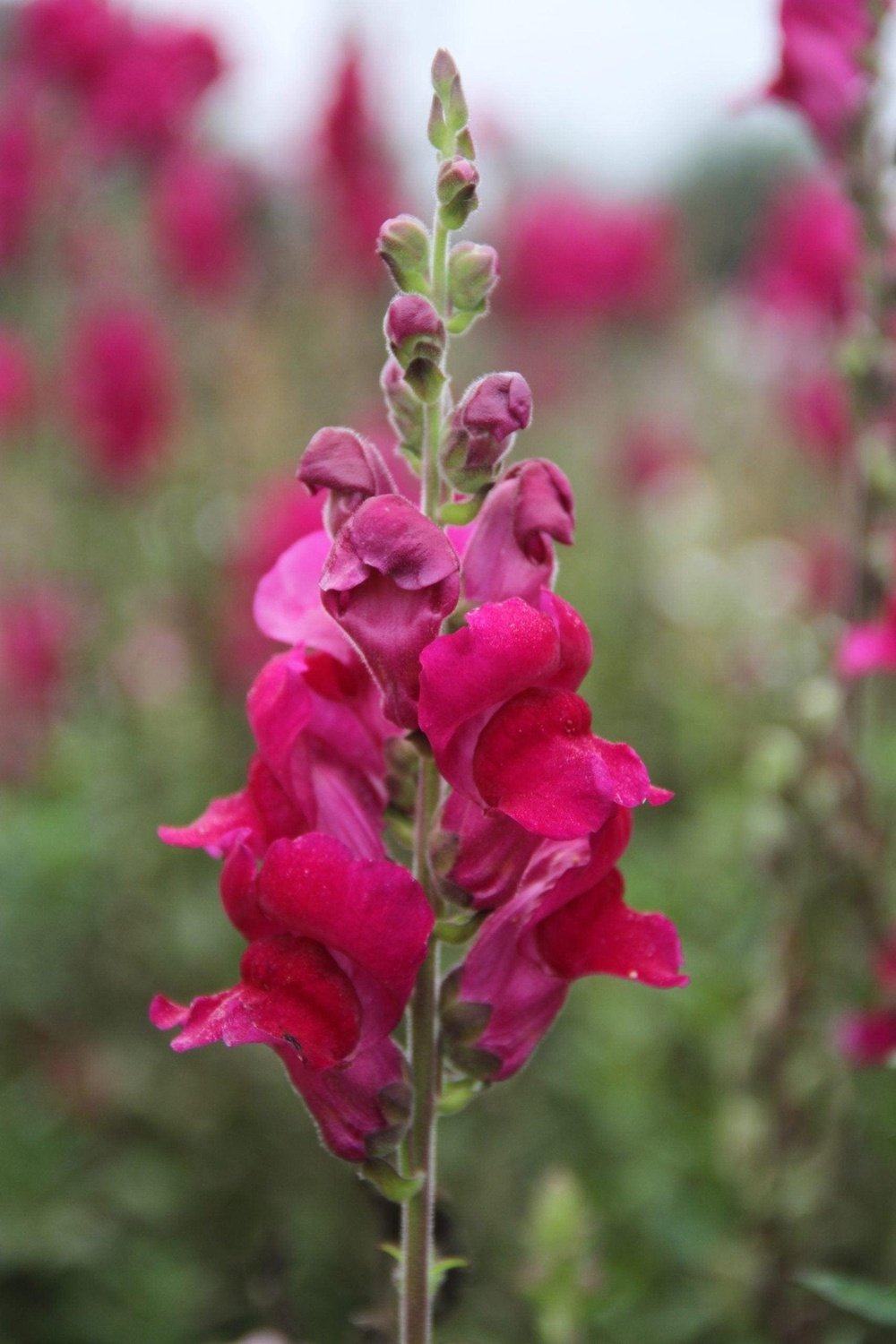 Leeuwenbek mix - Antirrhinum majus