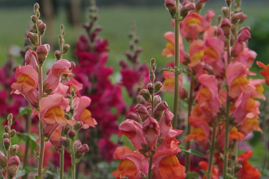 Leeuwenbek - Antirrhinum majus - close up mix kleuren