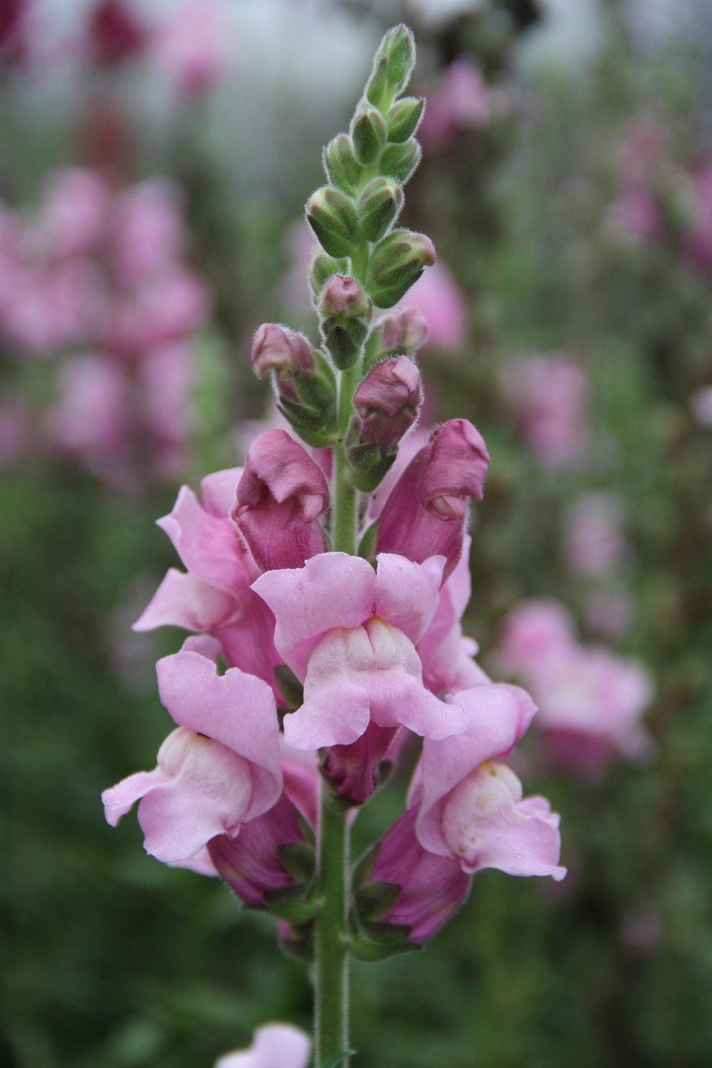 Leeuwenbek mix - Antirrhinum majus