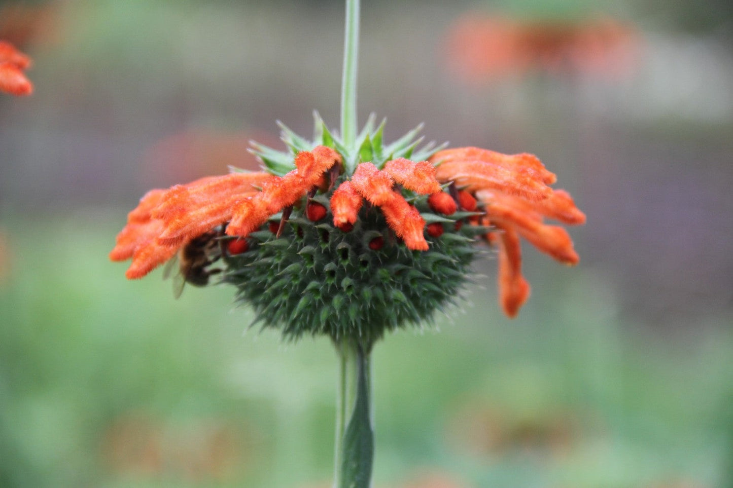Leeuwenoor - Leonotis leonurus - closeup2