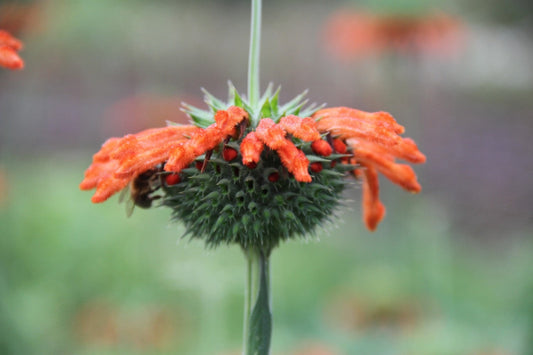 Leeuwenoor - Leonotis leonurus - closeup2
