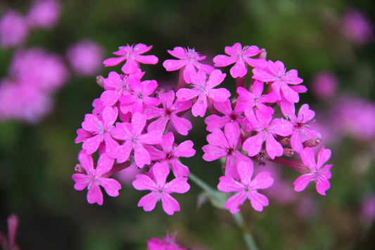 Lijmkruid - Silene compacta - closeup