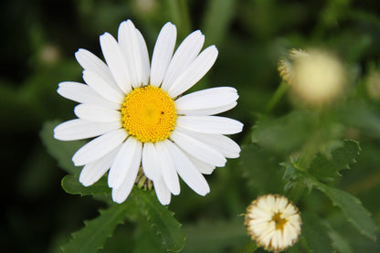 Helderwitte bloem van Margriet met felgeel hartje