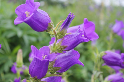 Marietteklokje - Campanula medium - closeup paars