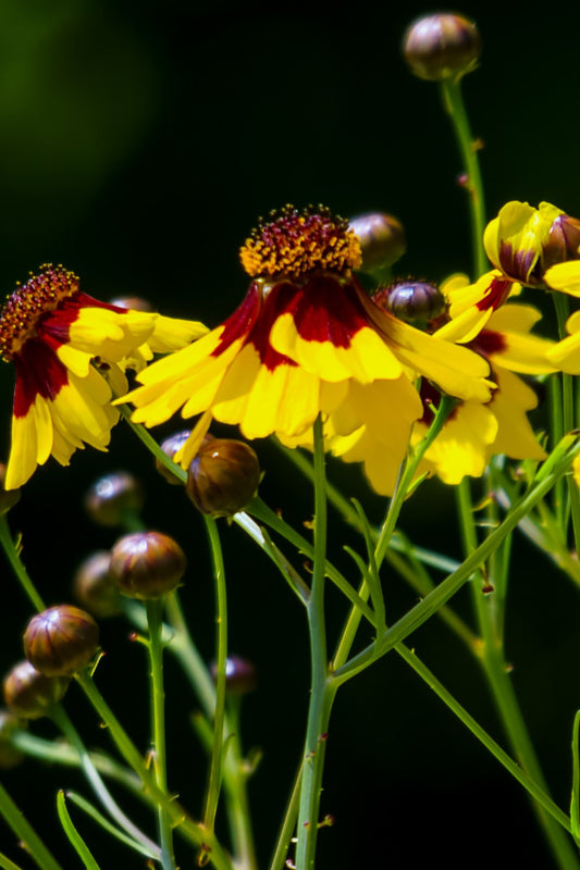 Meisjesogen - Coreopsis tinctoria
