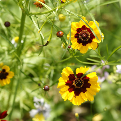 Meisjesogen - Coreopsis tinctoria