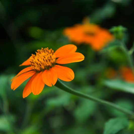 Mexicaanse zonnebloem - Tithonia speciosa rotundifolia
