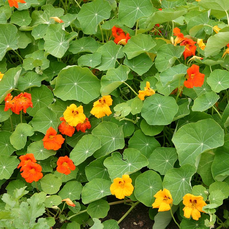Oost-Indische kers - Tropaeolum majus - rood en geel in bloei
