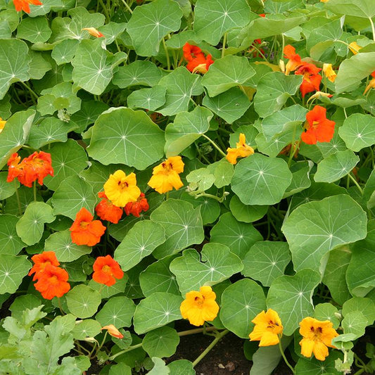 Oost-Indische kers - Tropaeolum majus - rood en geel in bloei
