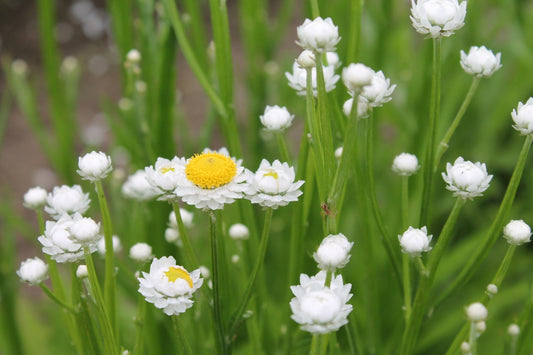 Papierknopje - Ammobium Alatum - closeup