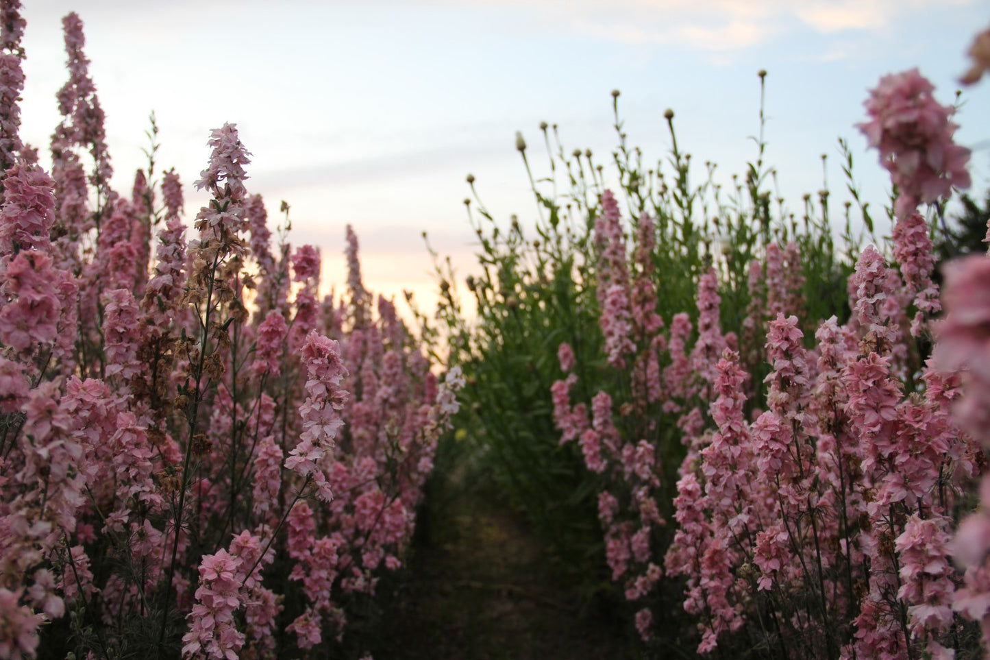 Ridderspoor Light Pink - Consolida ajacis - in het veld