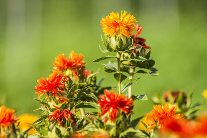 Saffloer - Carthamus tinctorius - oranje