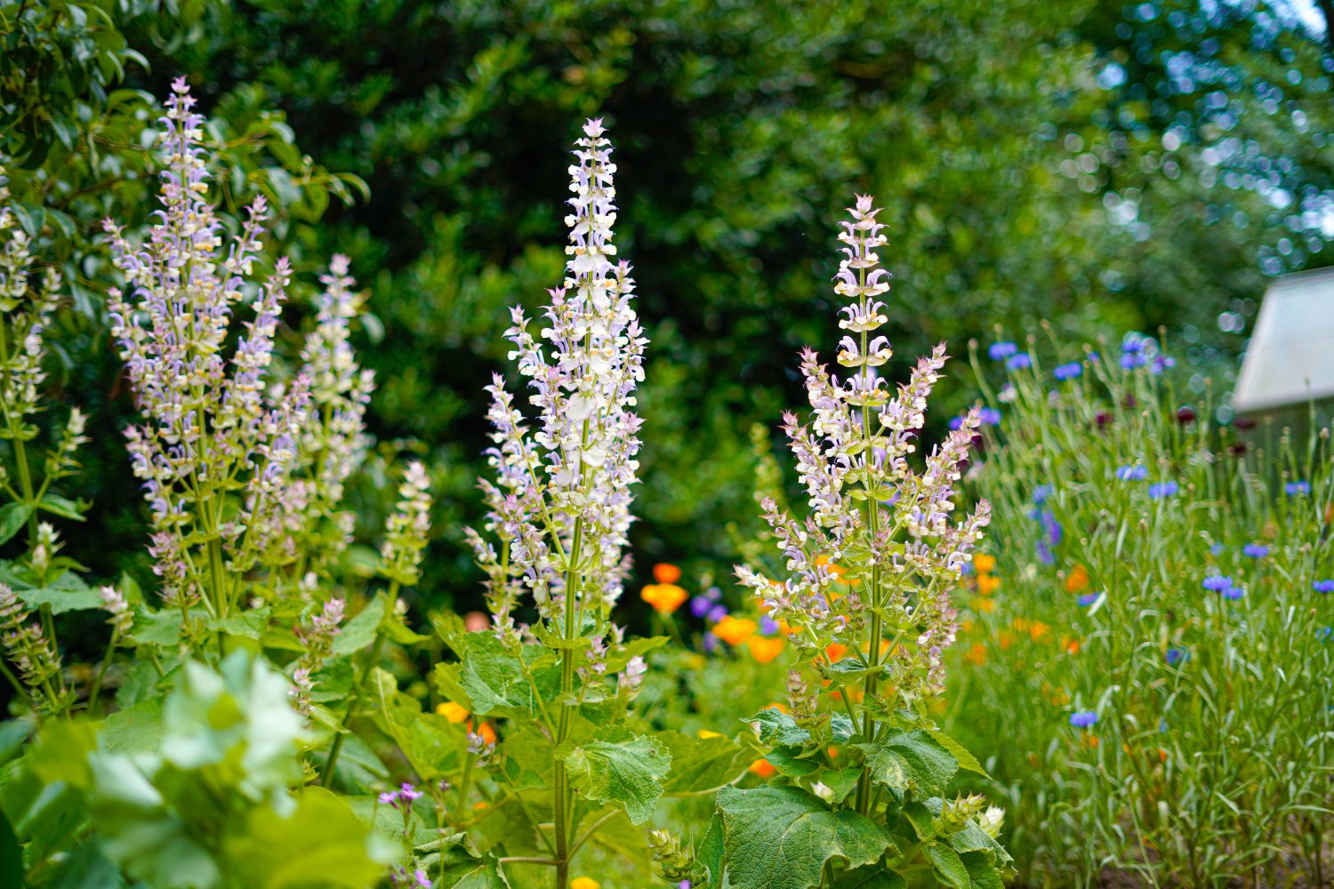 Scharlei - Salvia sclarea