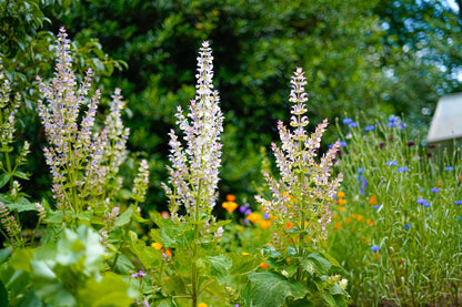 Scharlei - Salvia sclarea