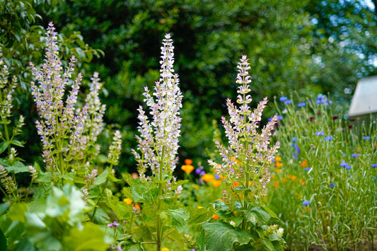 Scharlei - Salvia sclarea