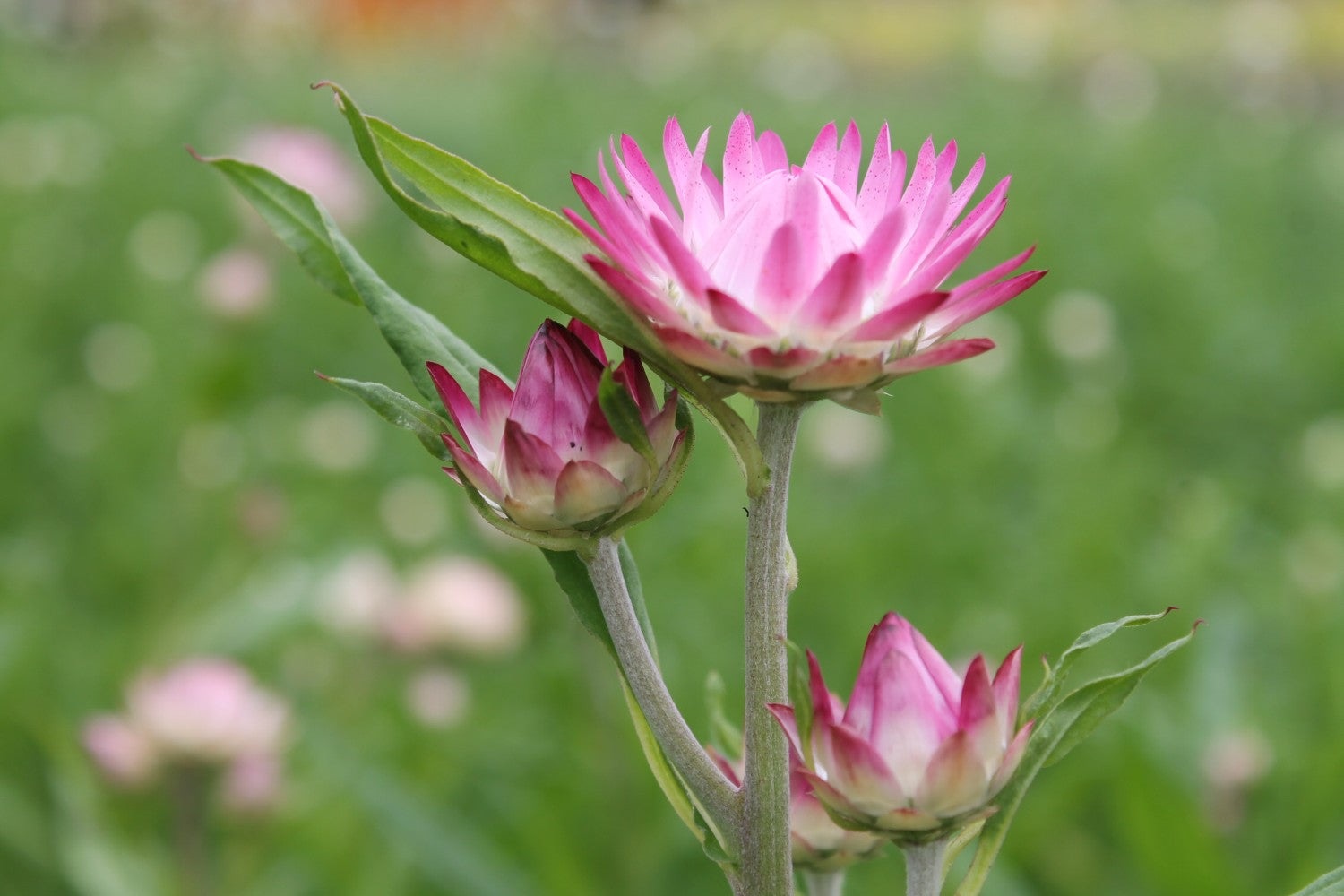Strobloem mix - Helichrysum bracteatum - roze2