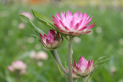 Strobloem mix - Helichrysum bracteatum - roze2
