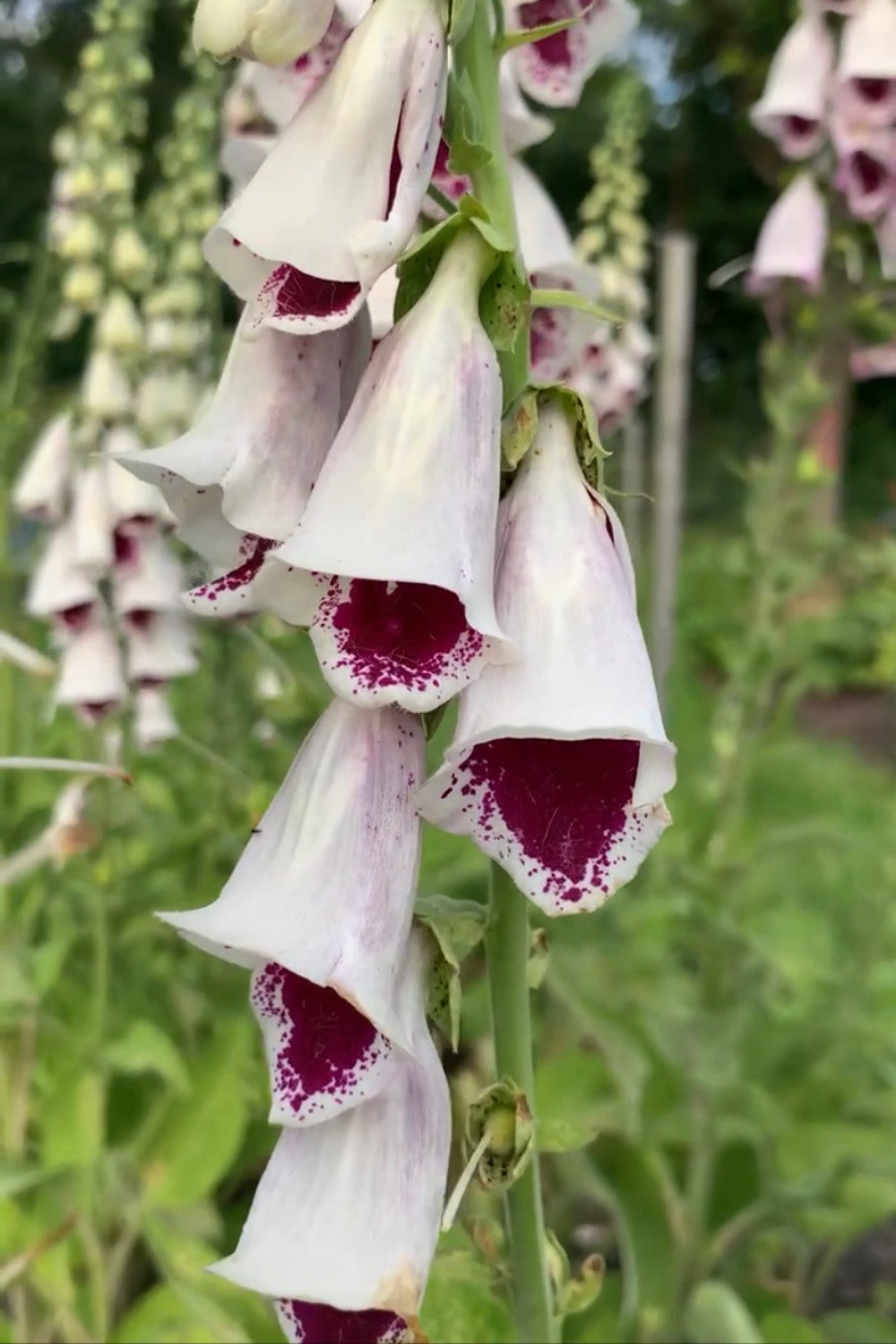 Vingerhoedskruid ‘Pam’s choice’ - Digitalis purpurea - closeup
