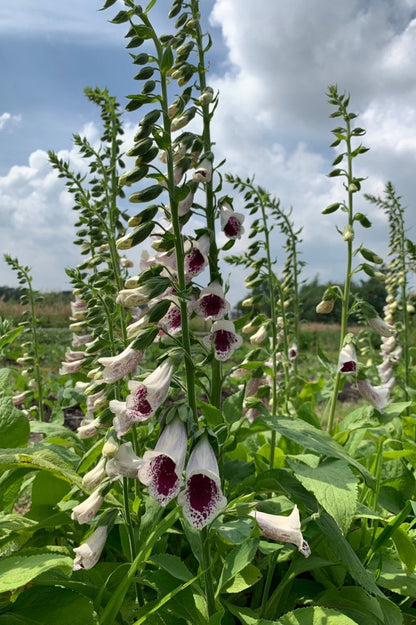 Vingerhoedskruid ‘Pam’s choice’ - Digitalis purpurea