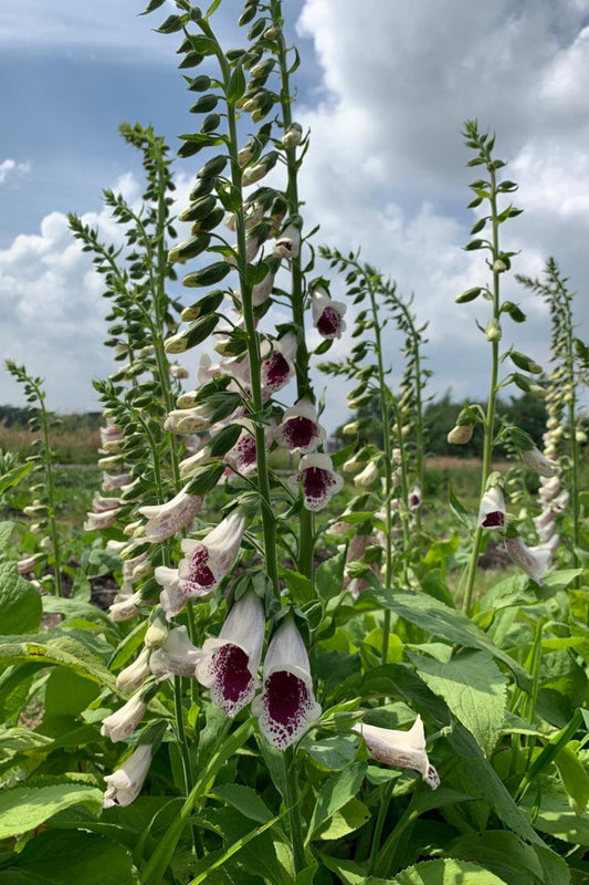 Vingerhoedskruid ‘Pam’s choice’ - Digitalis purpurea