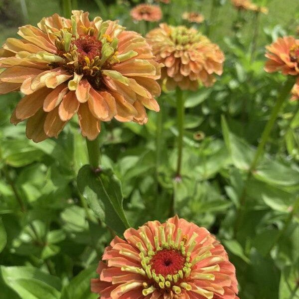 Zinnia ‘Bright Antiques’ - Zinnia elegans - closeup