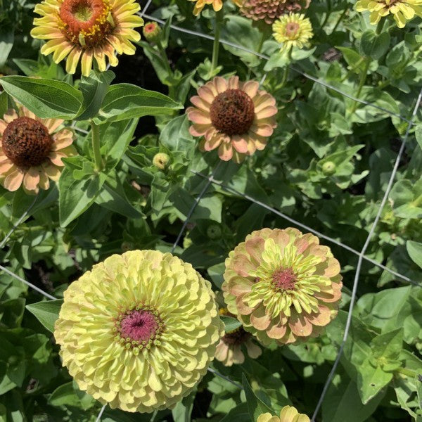 Zinnia ‘Bright Antiques’ - Zinnia elegans - lime