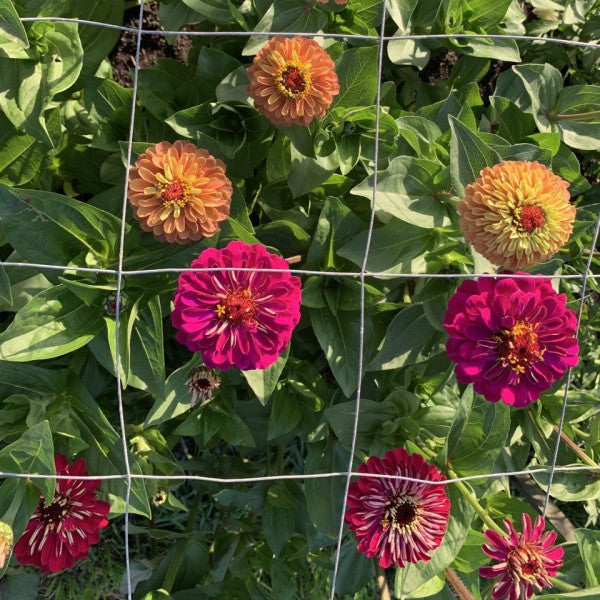 Zinnia ‘Bright Antiques’ - Zinnia elegans - donker roze