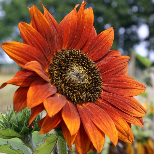 Zonnebloem Velvet Queen - Helianthus Annuus - closeup