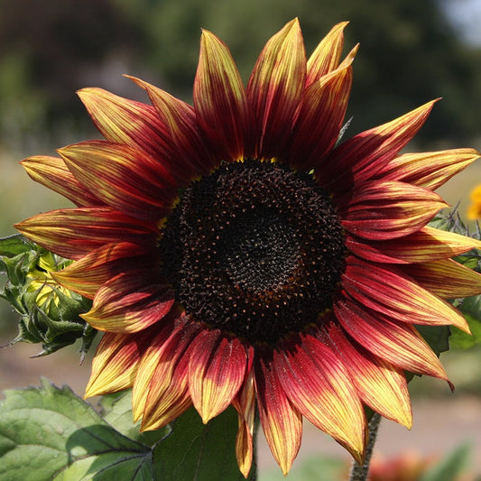 Zonnebloem middelgroot rood - Helianthus Annuus - closeup