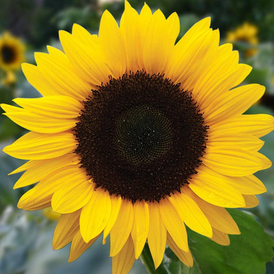 Zonnebloem grootbloemig - Helianthus Annuus - closeup